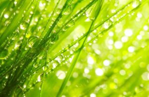 The Bio-based Industries Joint Undertaking (BBI JU) 2020 call for proposals to open soon