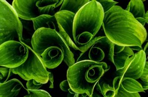 BBI JU announces € 115 million of funding boost for the EU Biobased industries